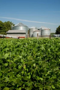 soja biodiesel 1